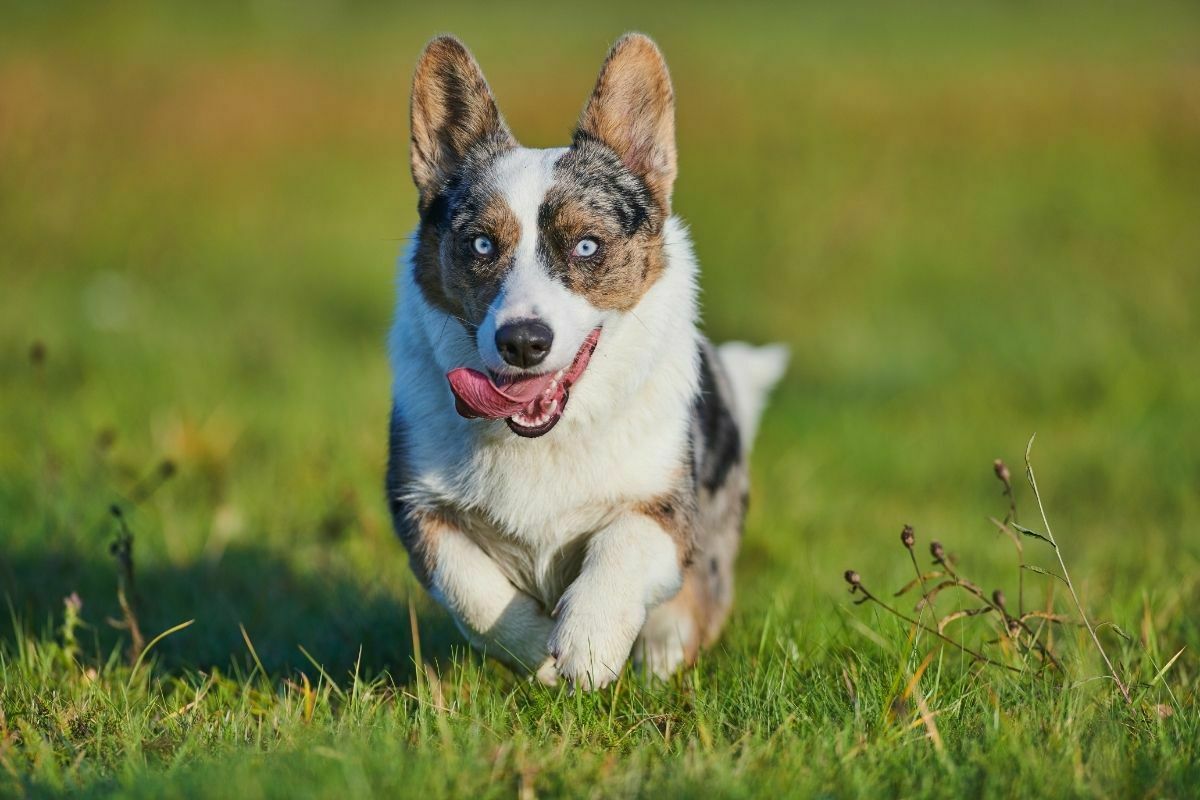 Cardigan Welsh Corgi running