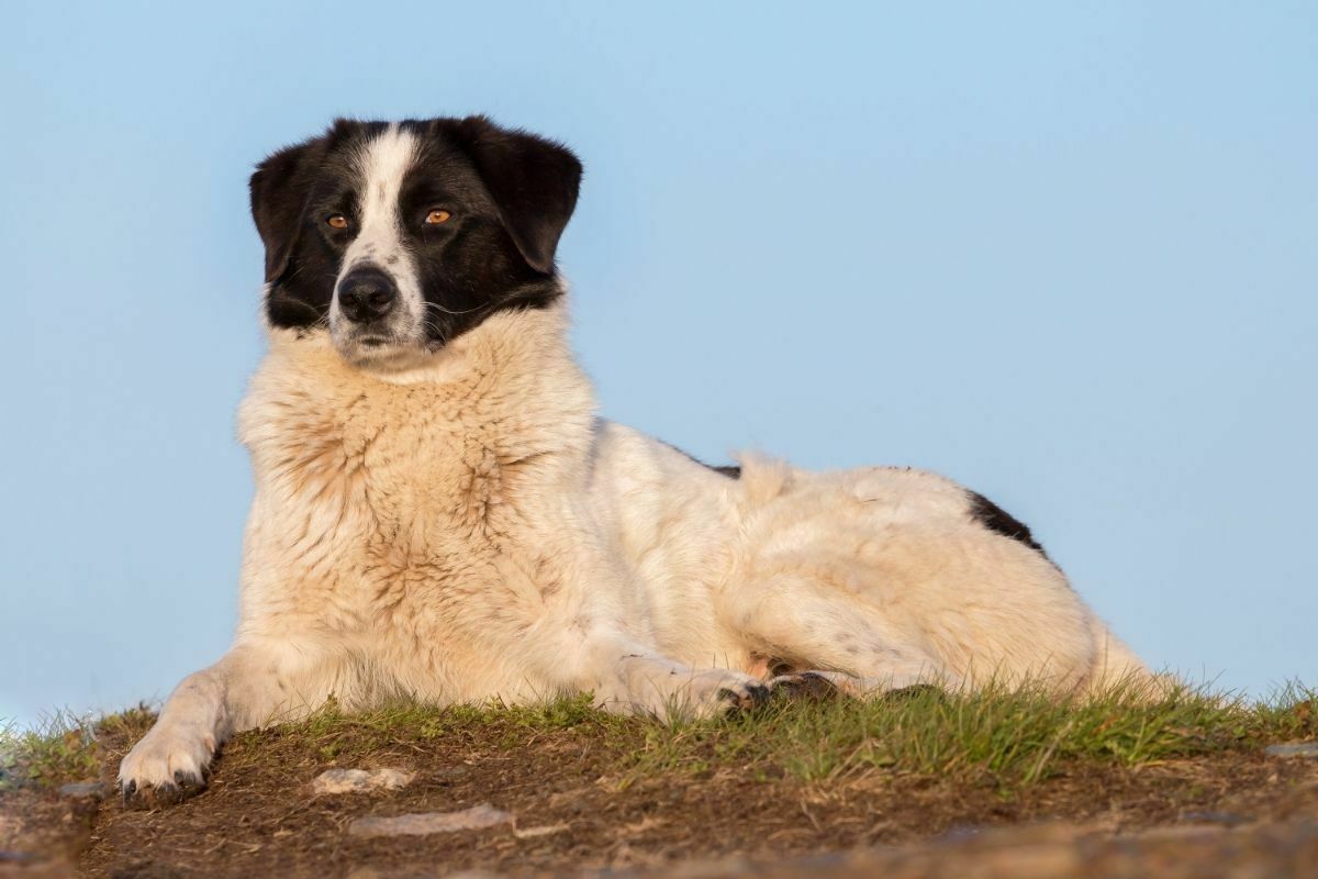 Carpathian Shepherd