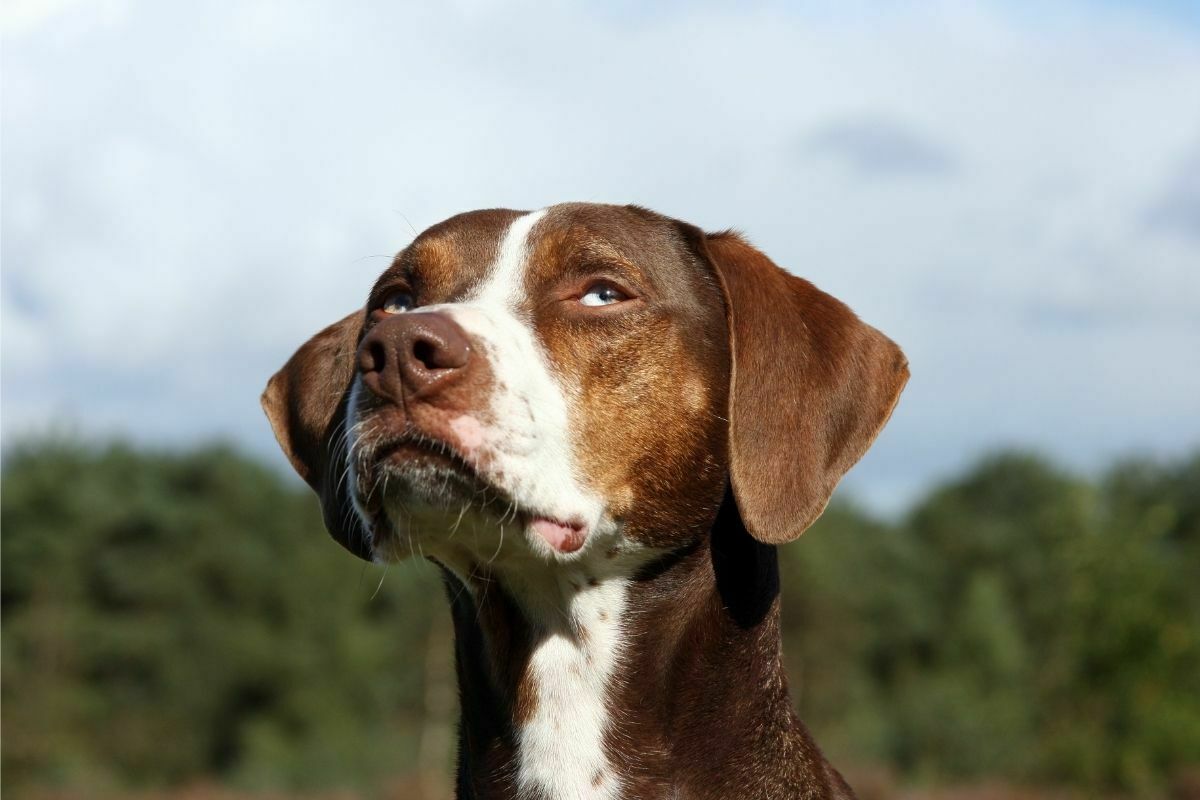 Catahoula Leopard Dog breed