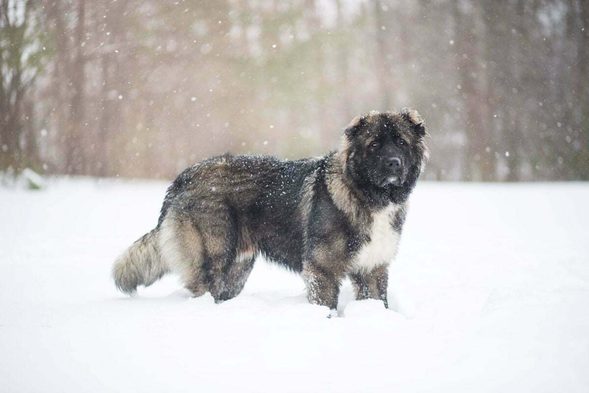 Caucasian Shepherd Dog (2)