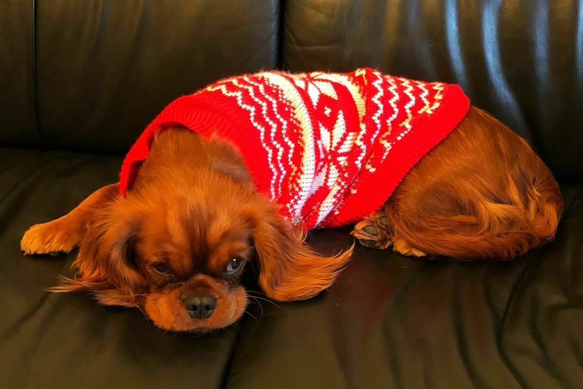 cavalier king charles spaniel
