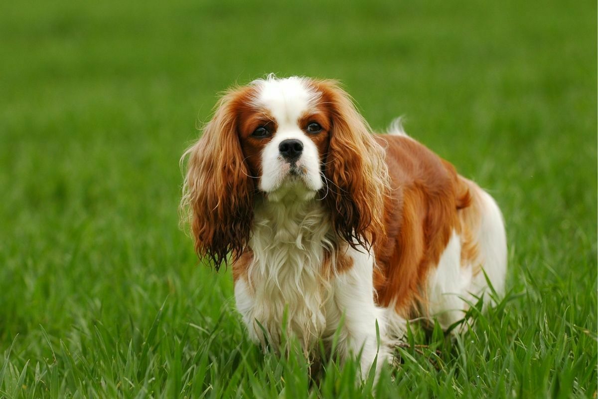 Cavalier King Charles Spaniel standing in grass