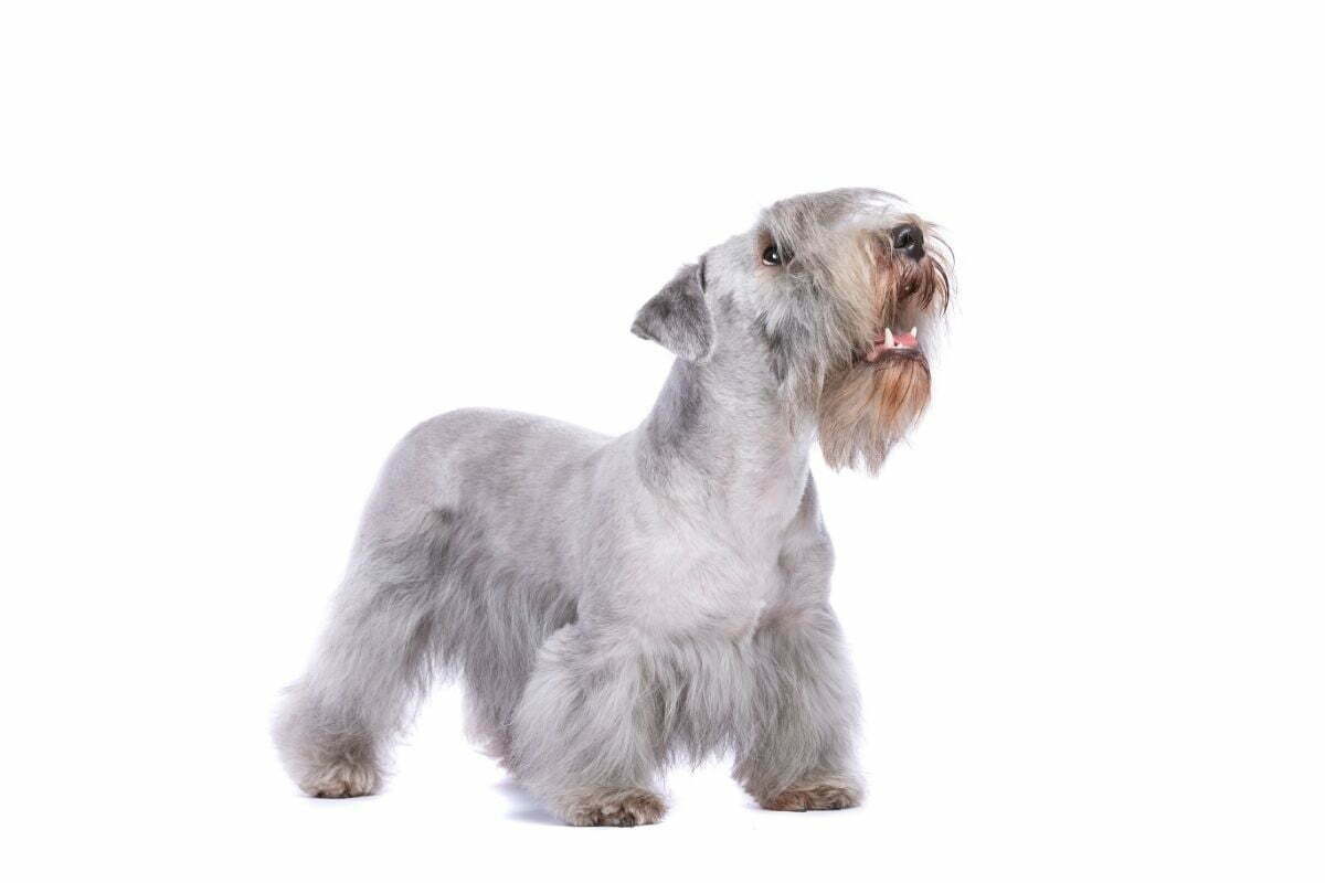 cesky terrier