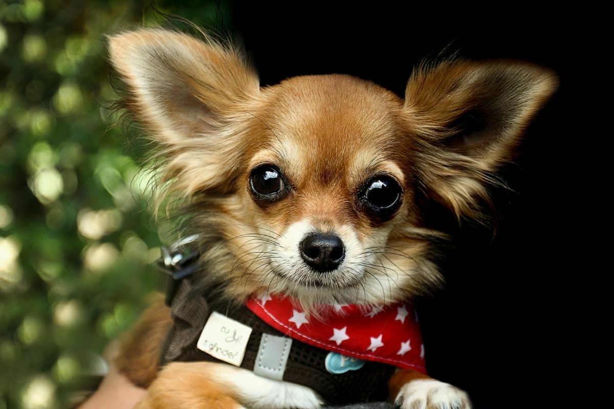 A Portrait of Chihuahua