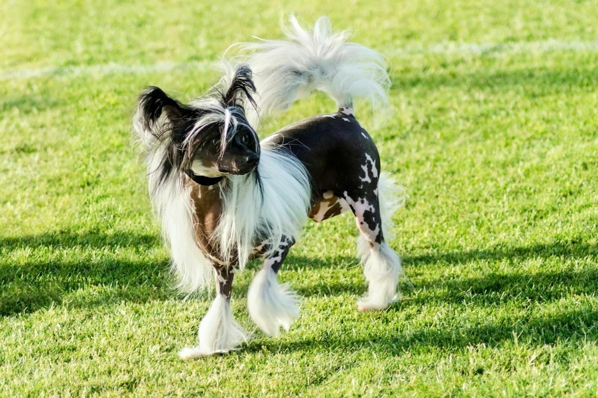 Chinese Crested standing on the lawn looking very elegant