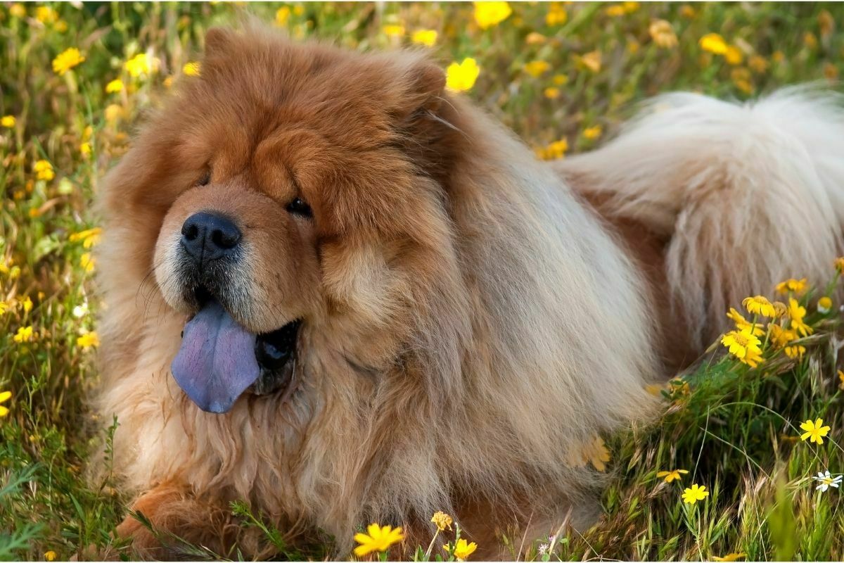 chow chow dog