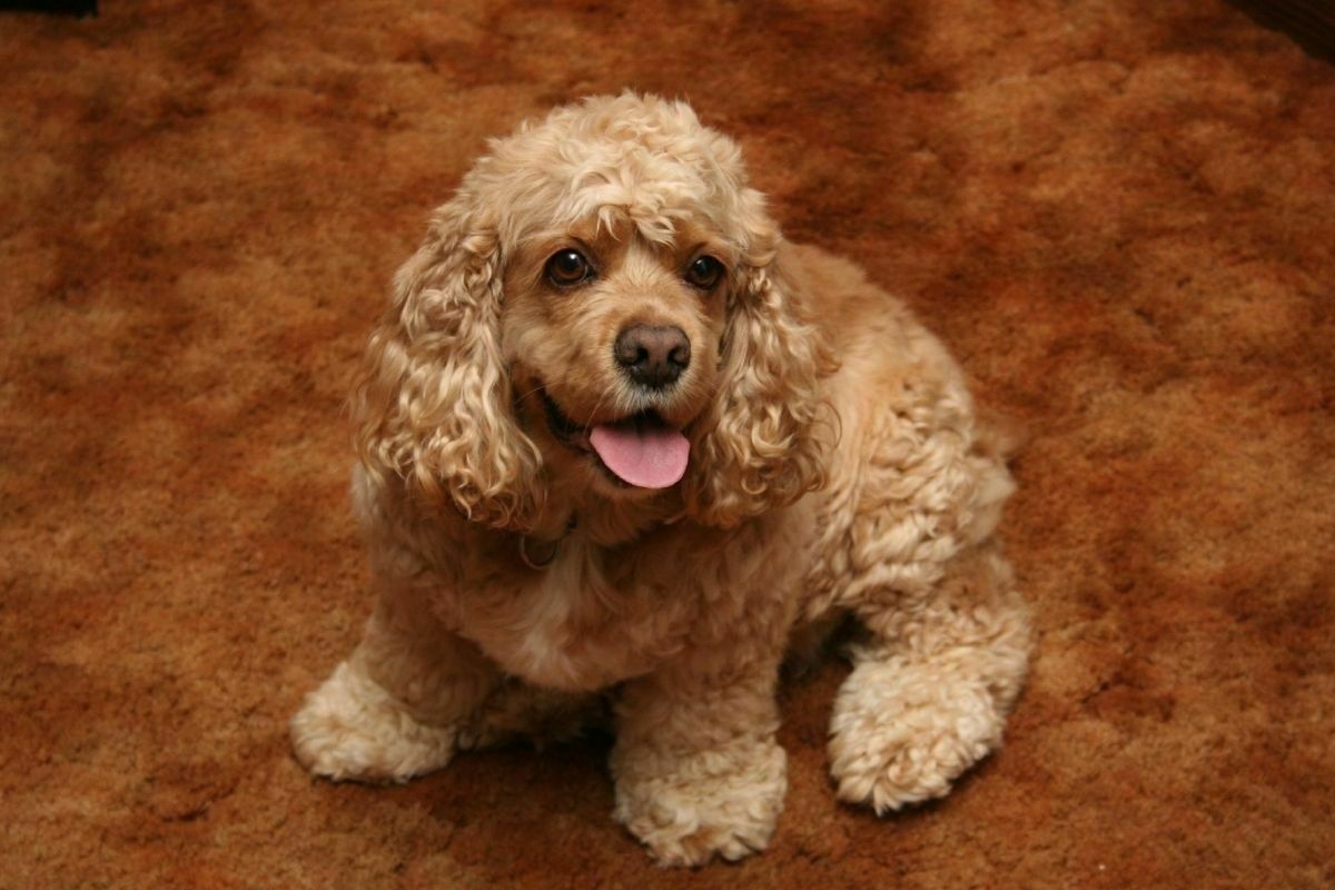 A Portrait of Adorable Cocker Spaniel