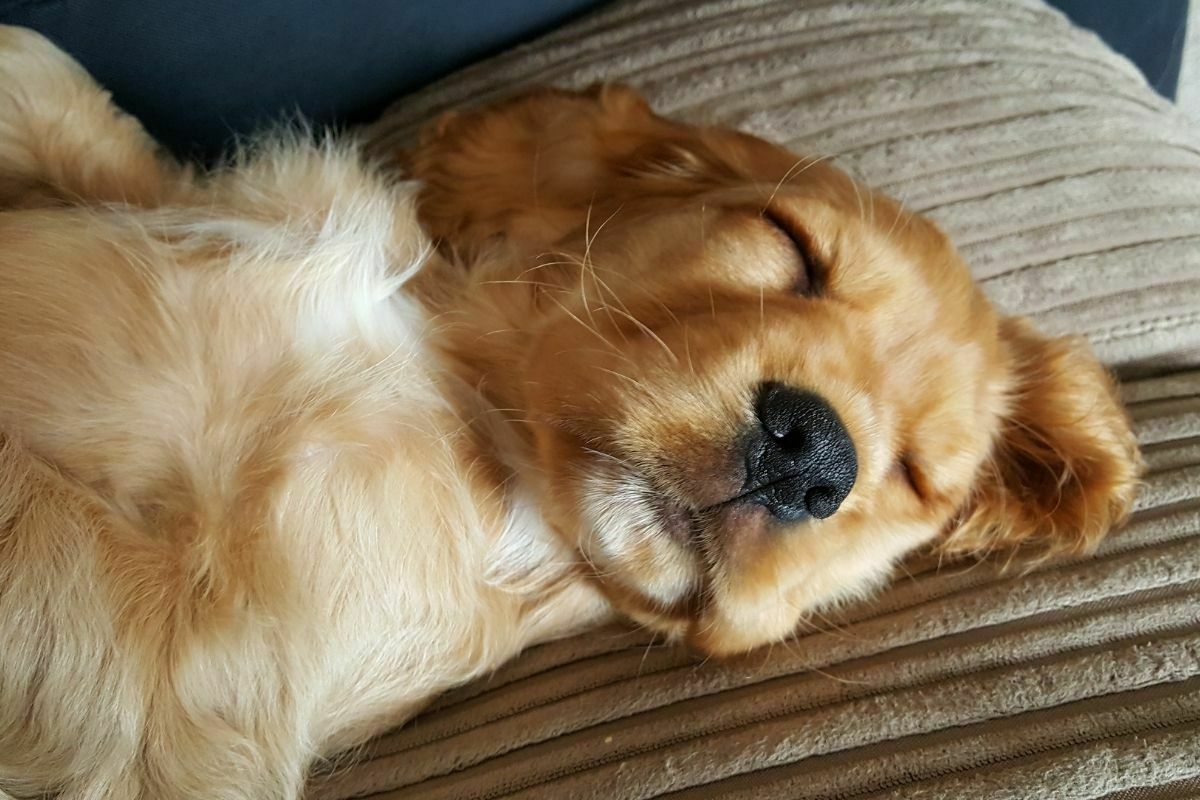 golden cocker spaniel dog sleeping