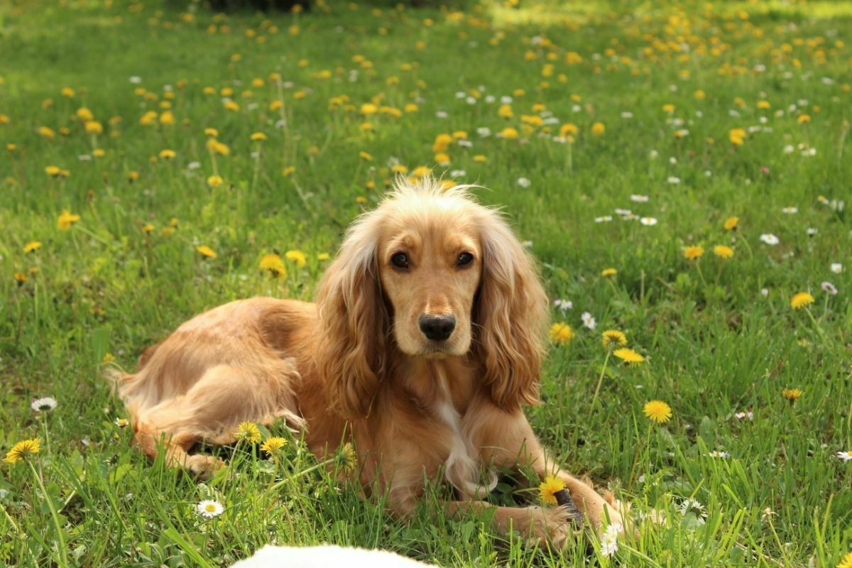 Cocker Spaniel