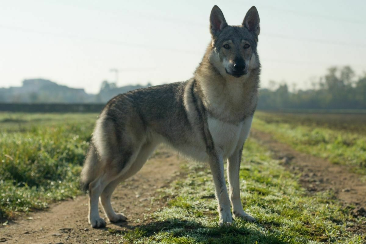Czechoslovakian Wolfdog