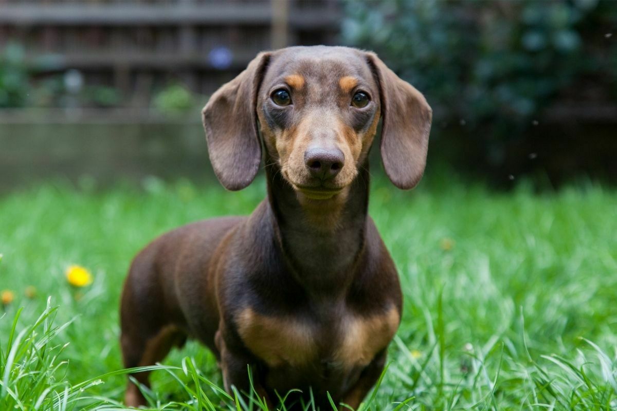 Chocolate and Tan Miniature Dachshund