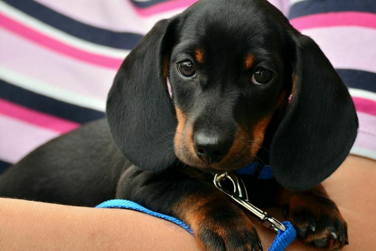 dachsund puppy
