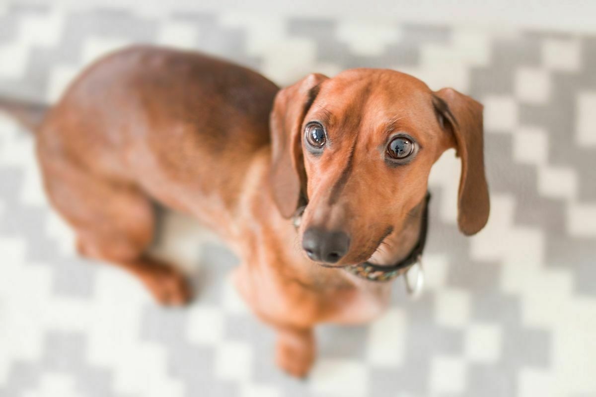Dachshund (2)
