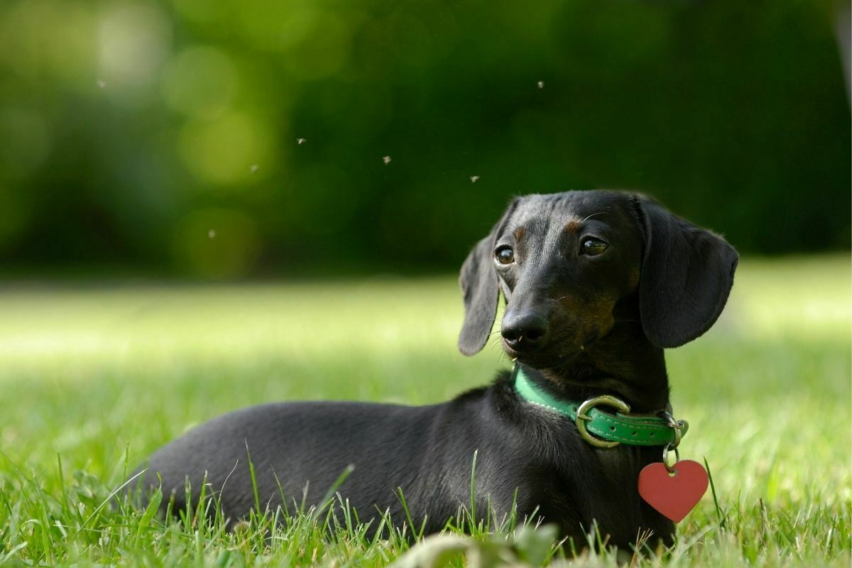 Dachshund Dog lying on the grass