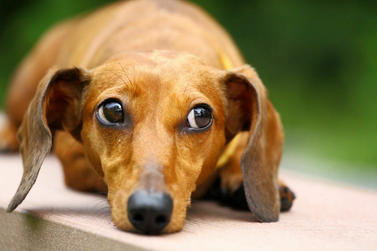 brown dachshund