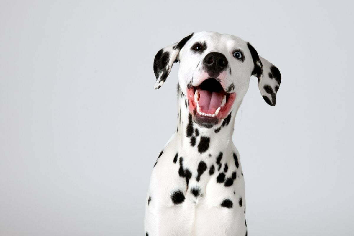 Dalmatian breed