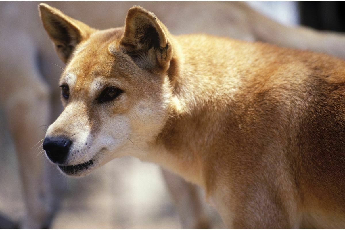 Dingo on Fraser Island