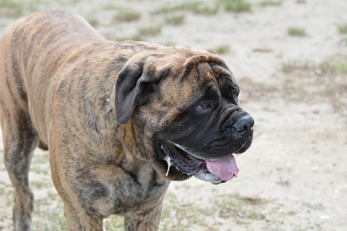 Do Bullmastiffs Drool Much_