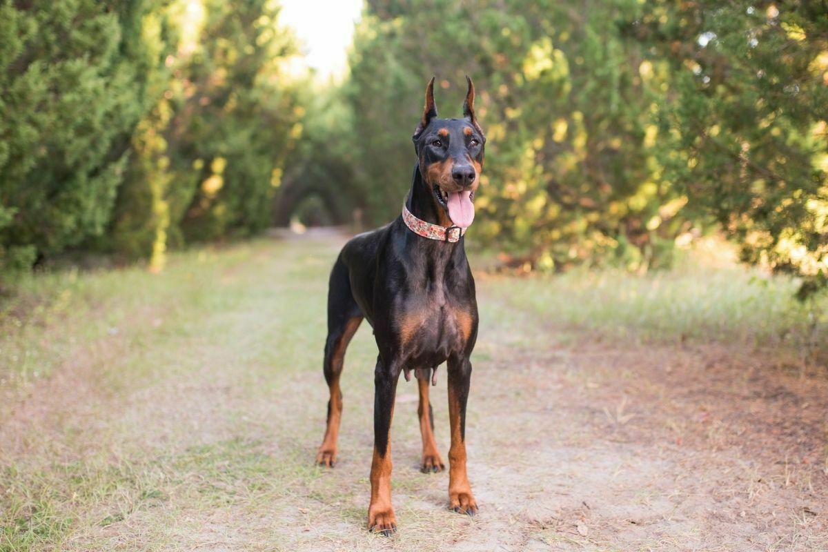 Doberman Pinscher outside in a wooded setting