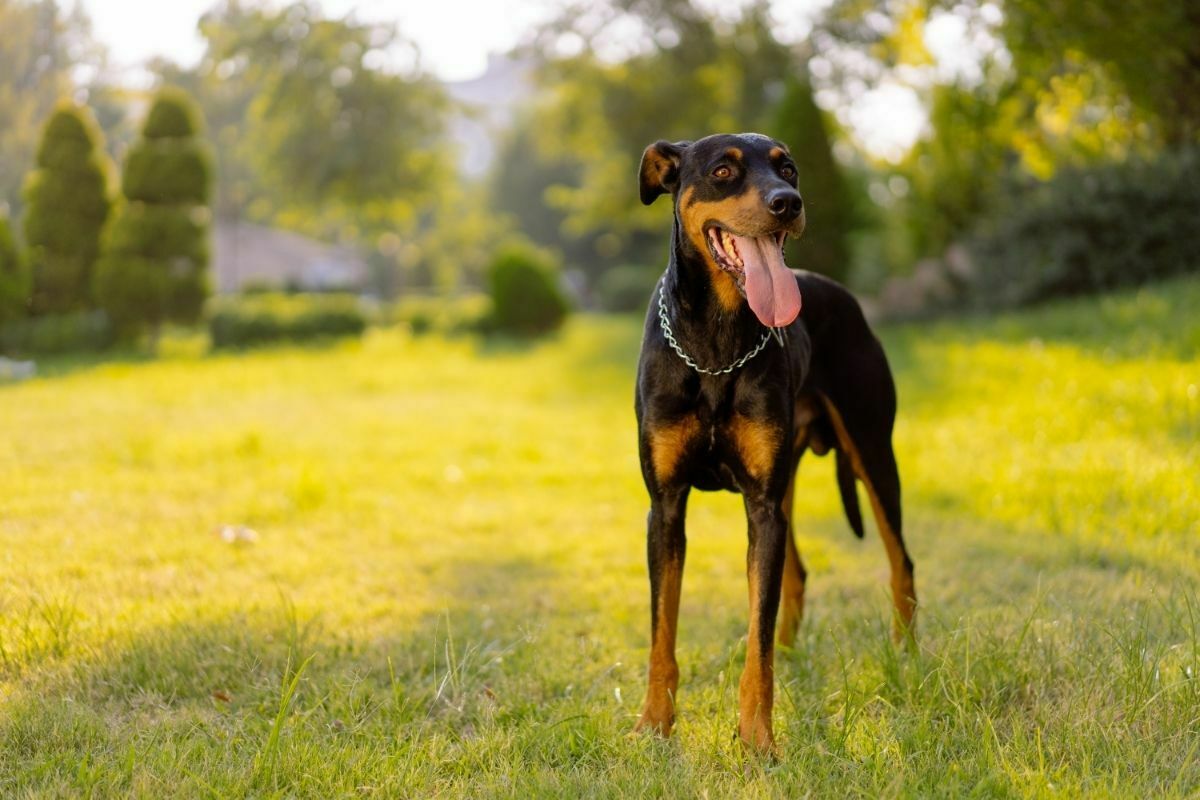 standing Doberman Pinscher