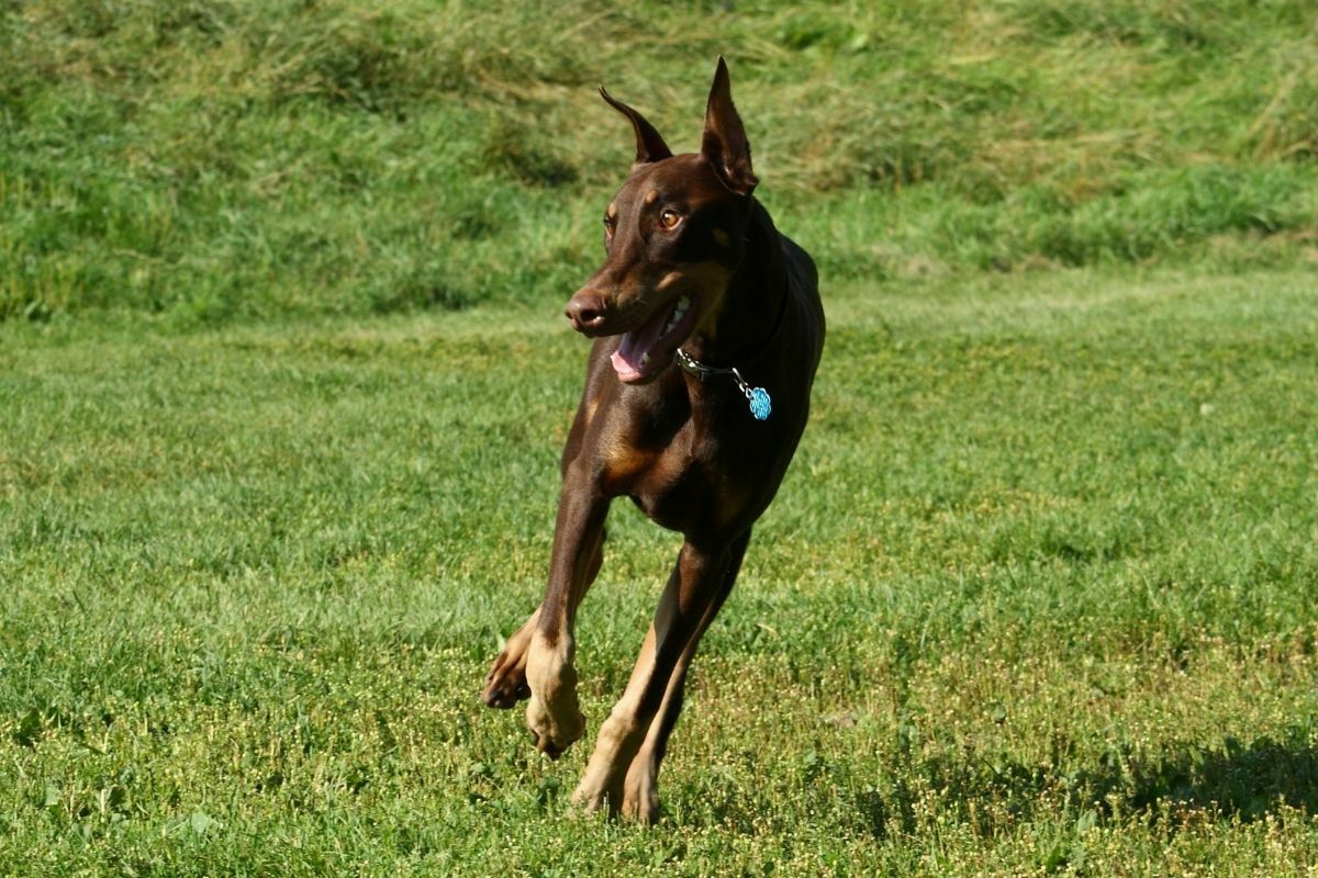 Doberman Pinscher running in the grass