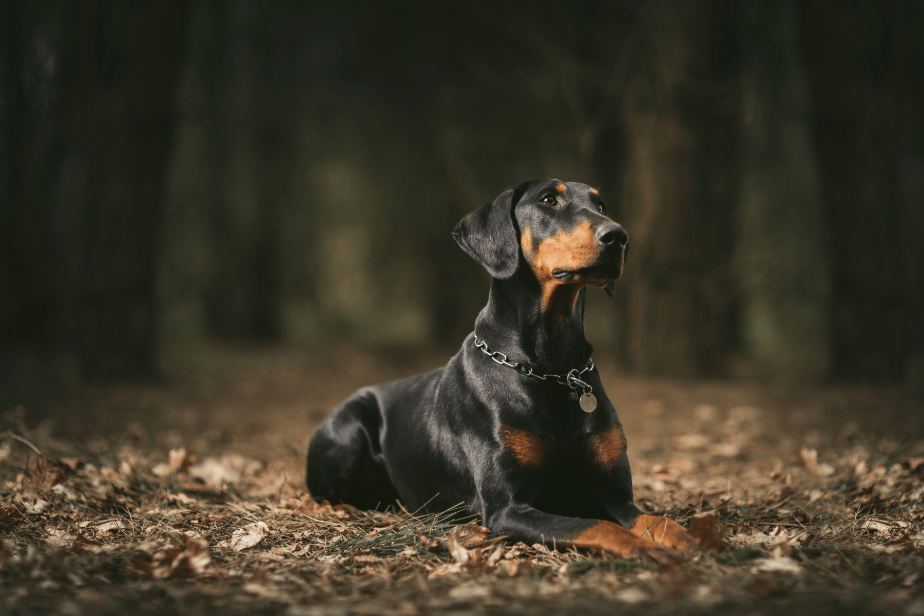 Doberman Pinscher sitting