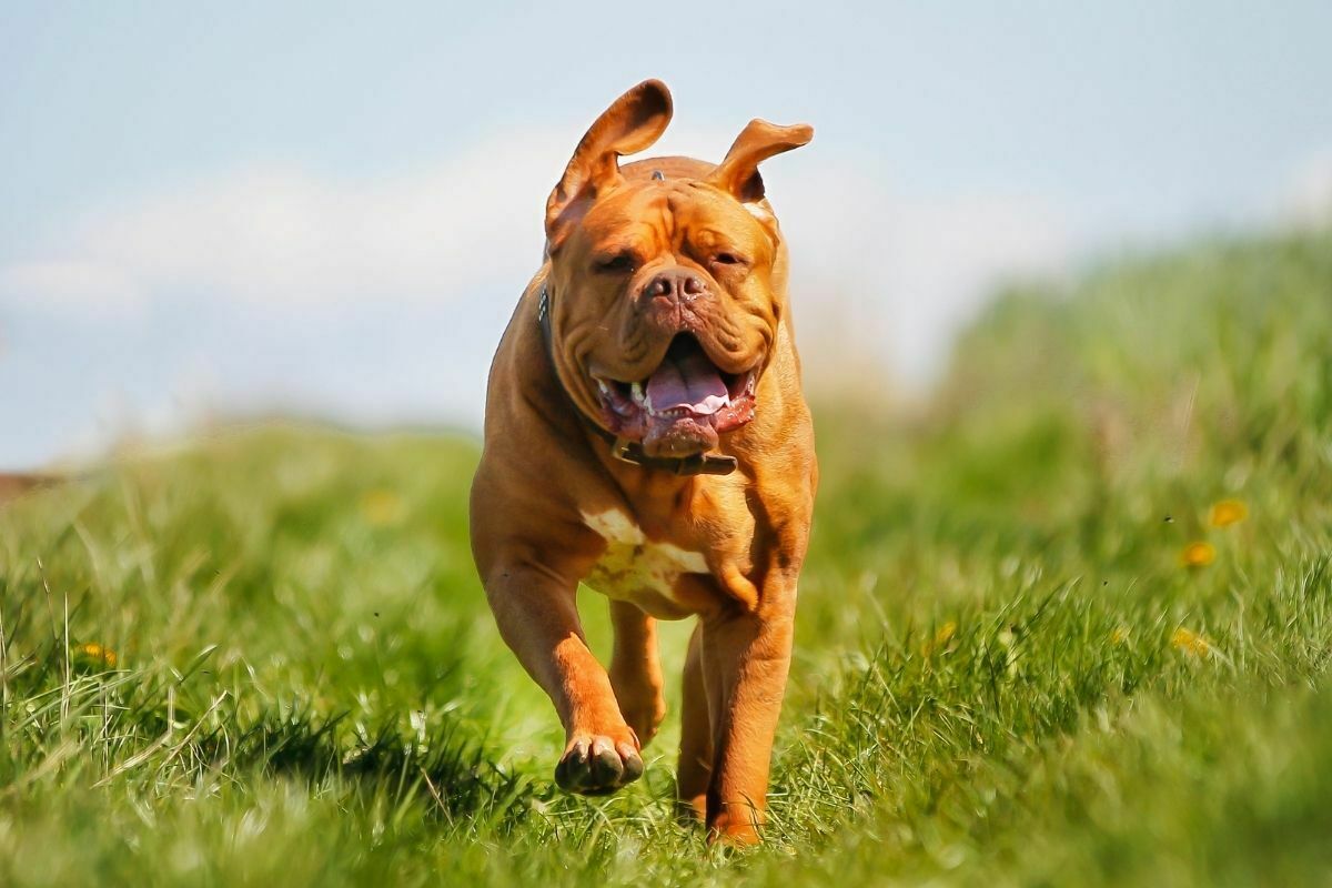 Dogue De Bordeaux running in the grass field