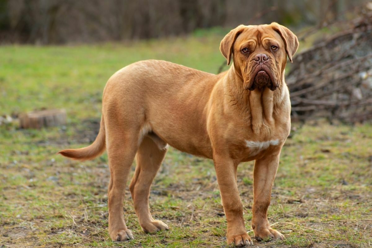 Dogue De Bordeaux standing in a park
