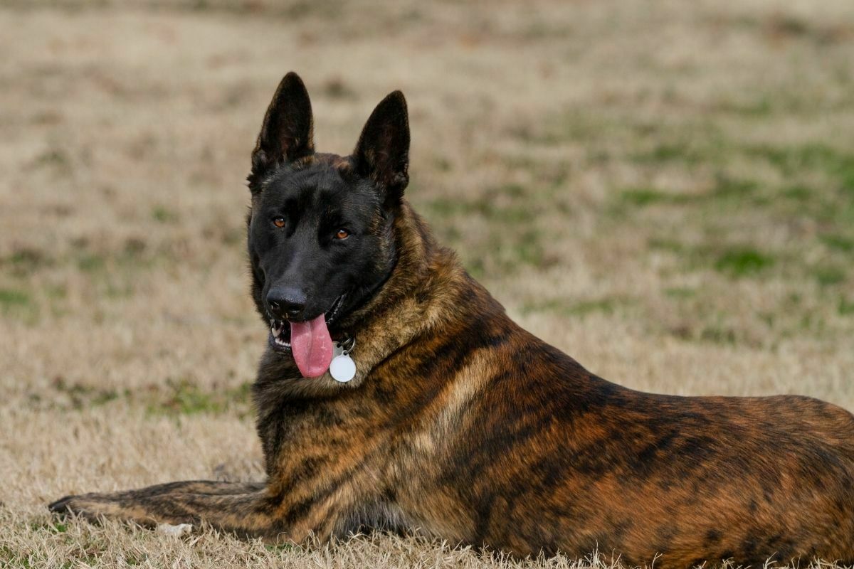 Dutch Shepherd