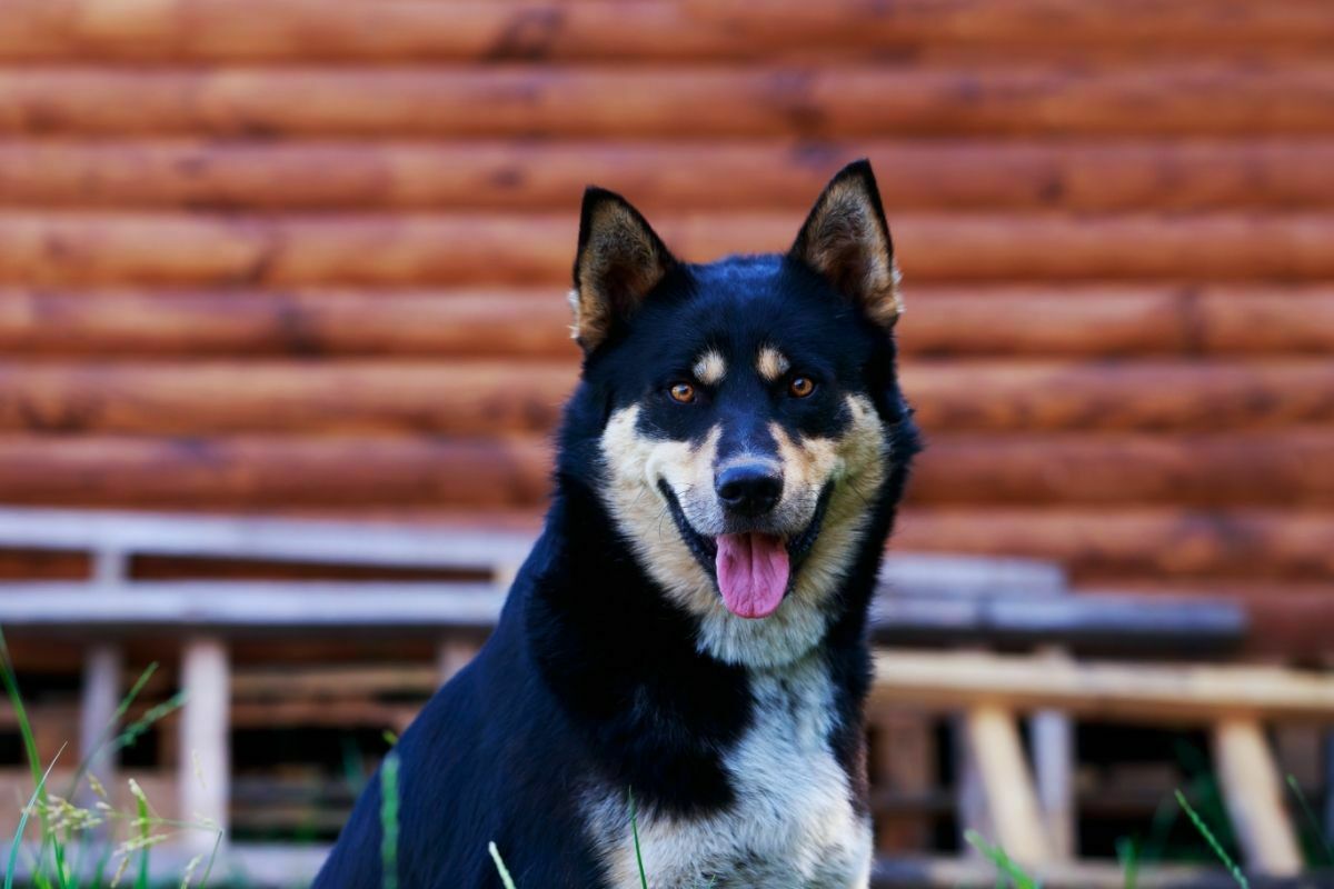 East Siberian Laika