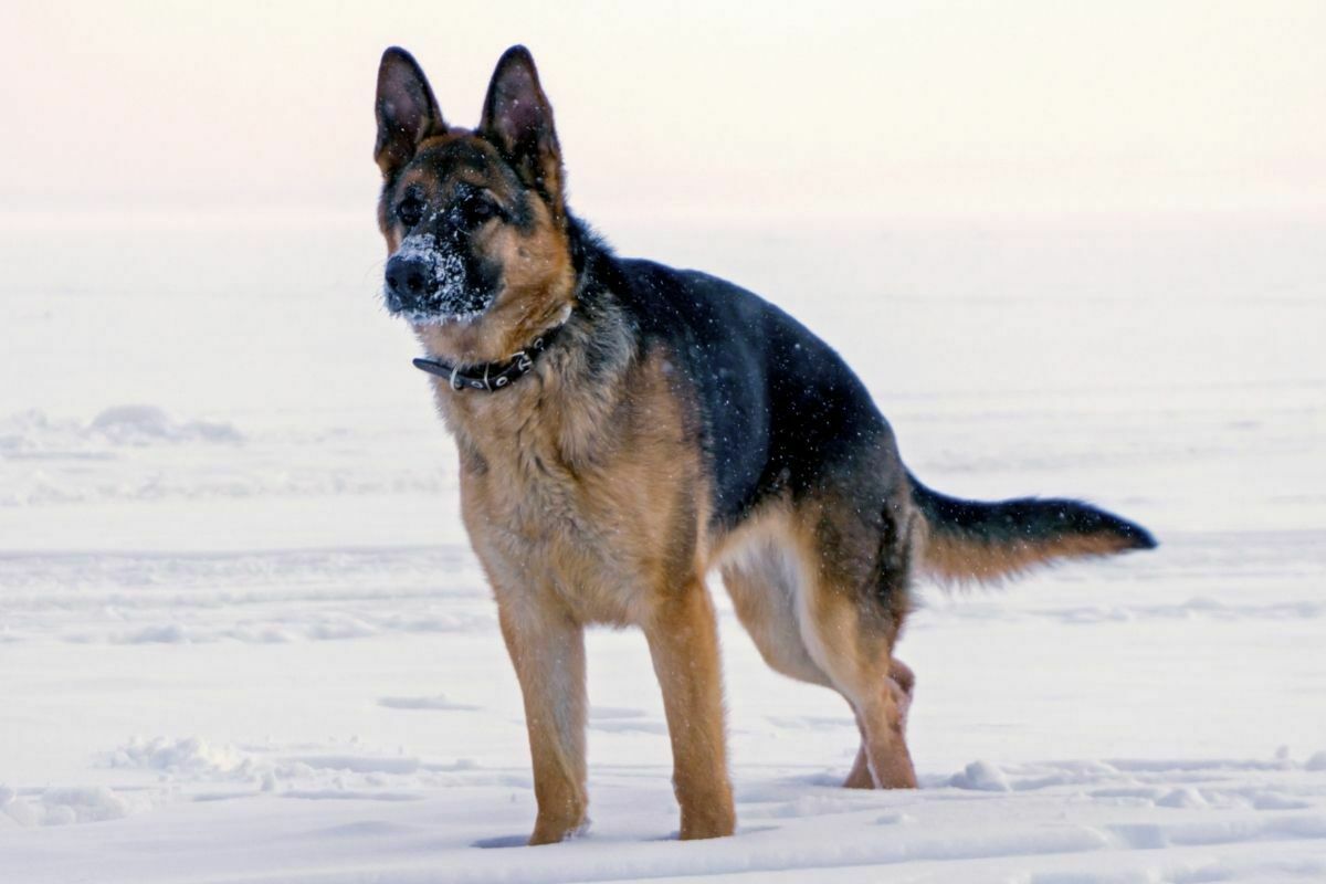 Eastern European Shepherd