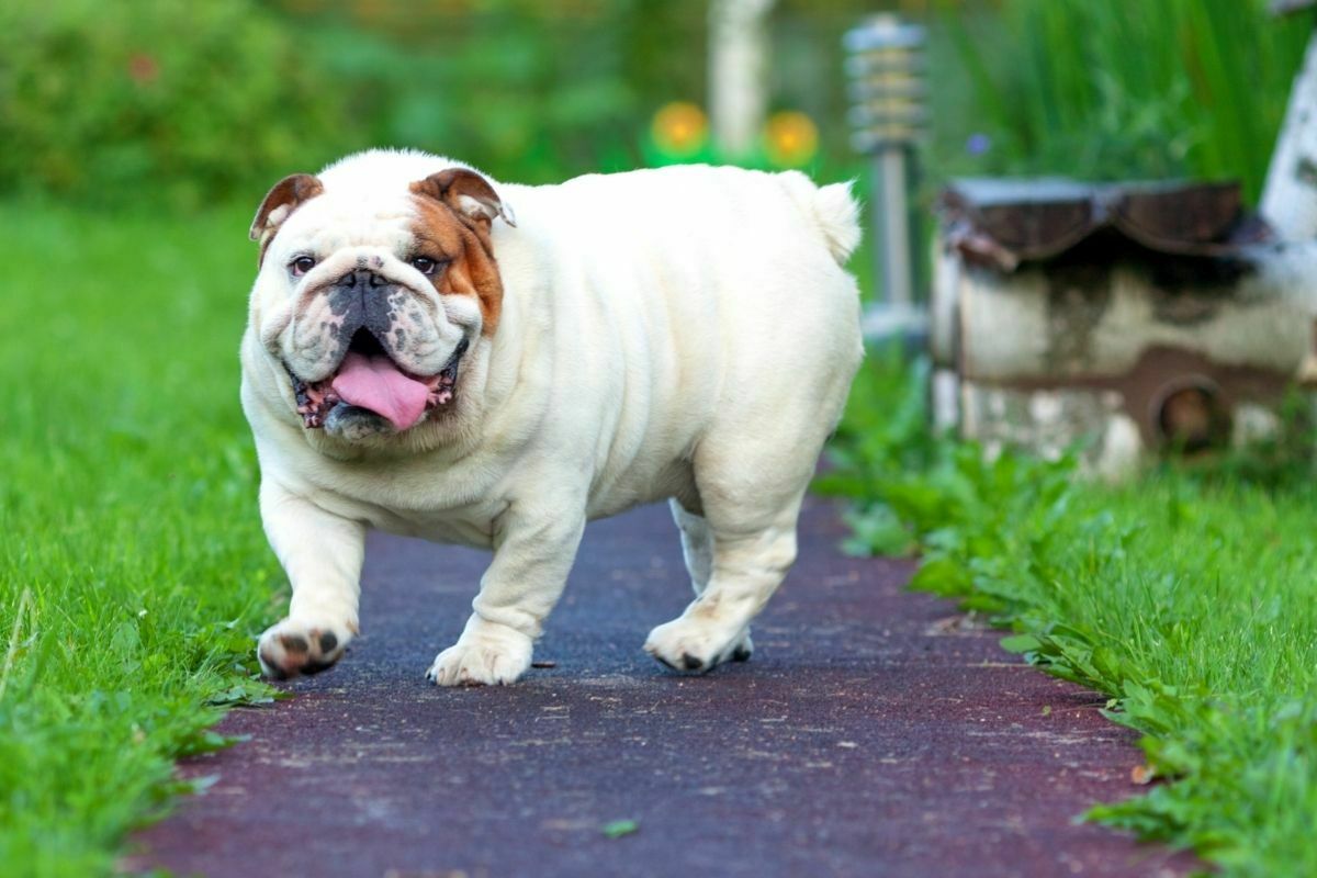English Bulldog (2)