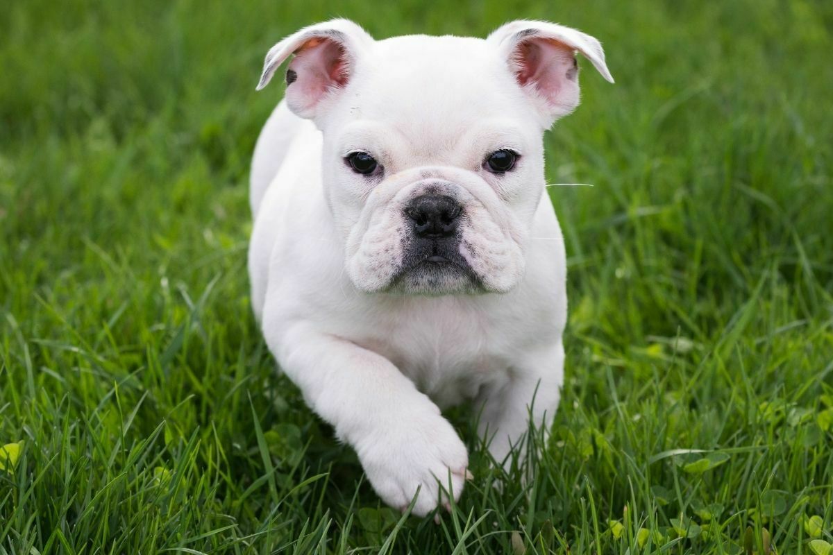 White English Bulldog puppy running in the grass