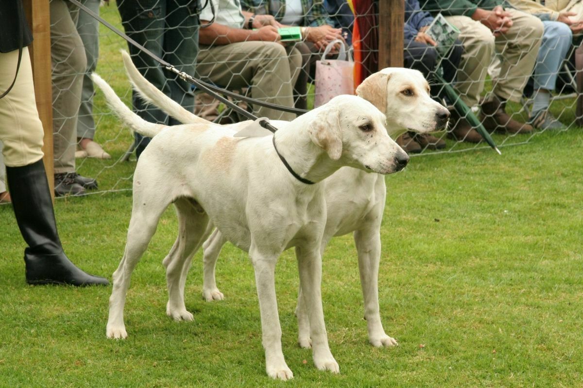 two English Foxhound