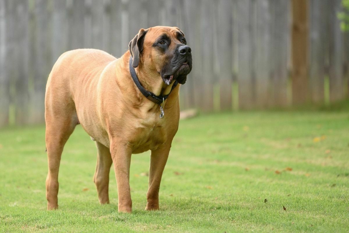 English Mastiff Standing Guard