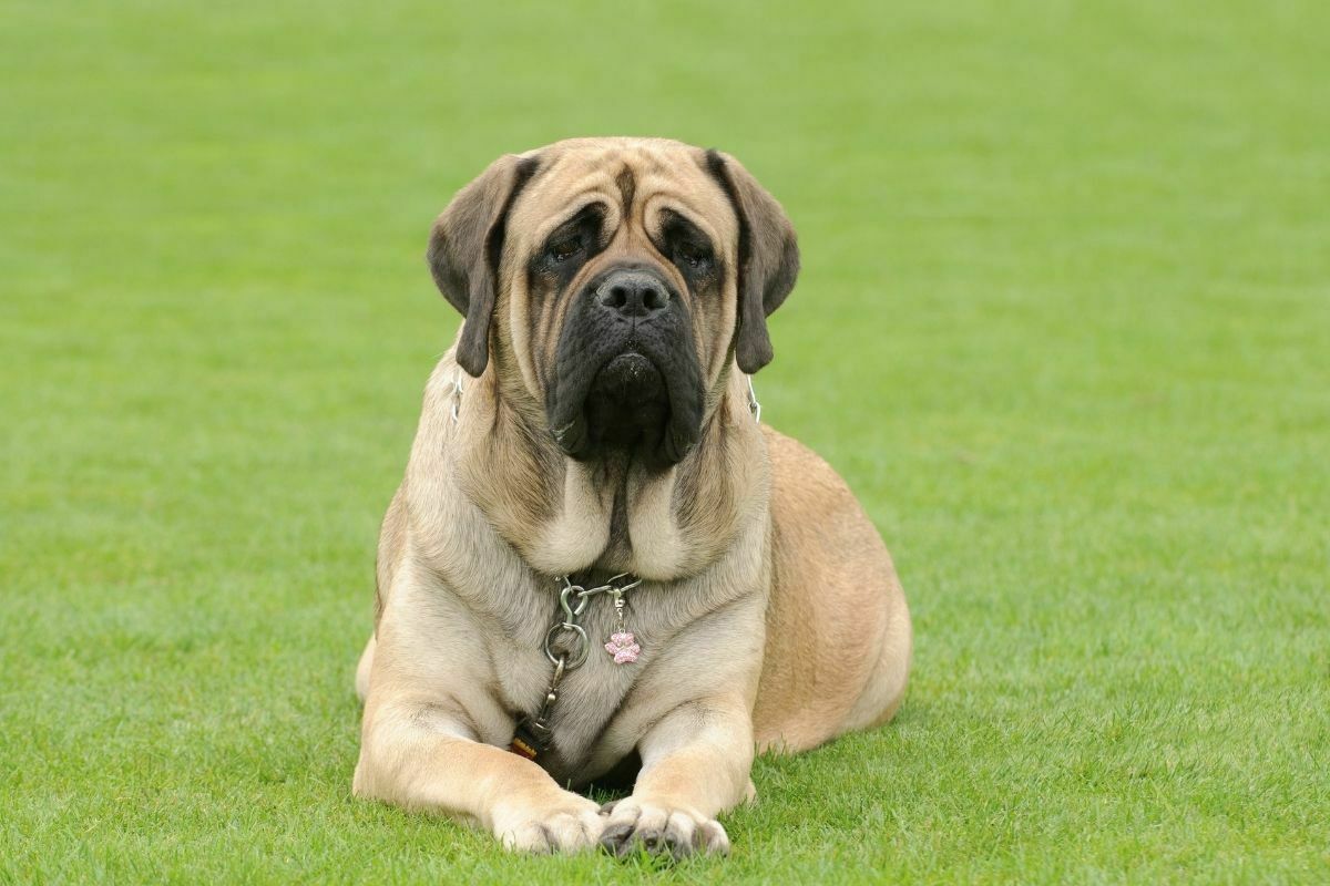 English Mastiff