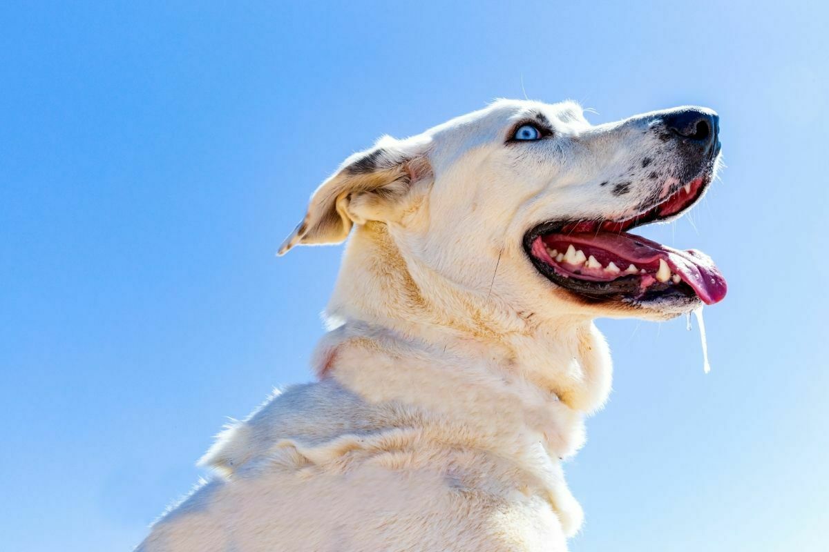 Estrela mountain dog running at the beach