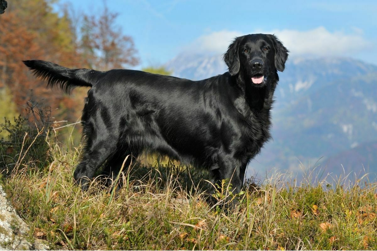Flat-Coated Retriever