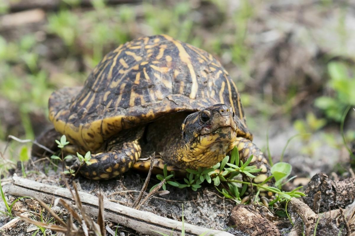 Florida Box Turtles walking