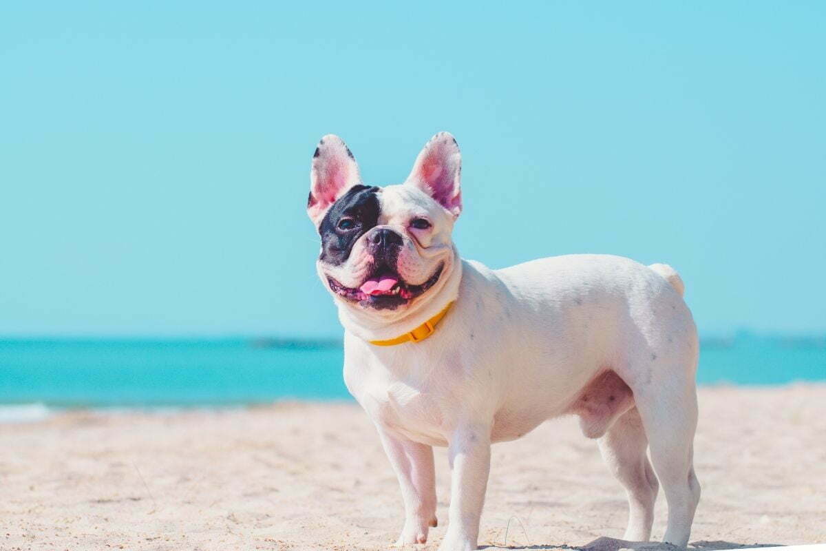 French Bulldog 2