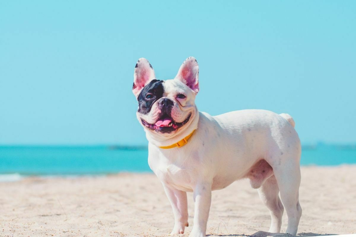 French Bulldog (2)