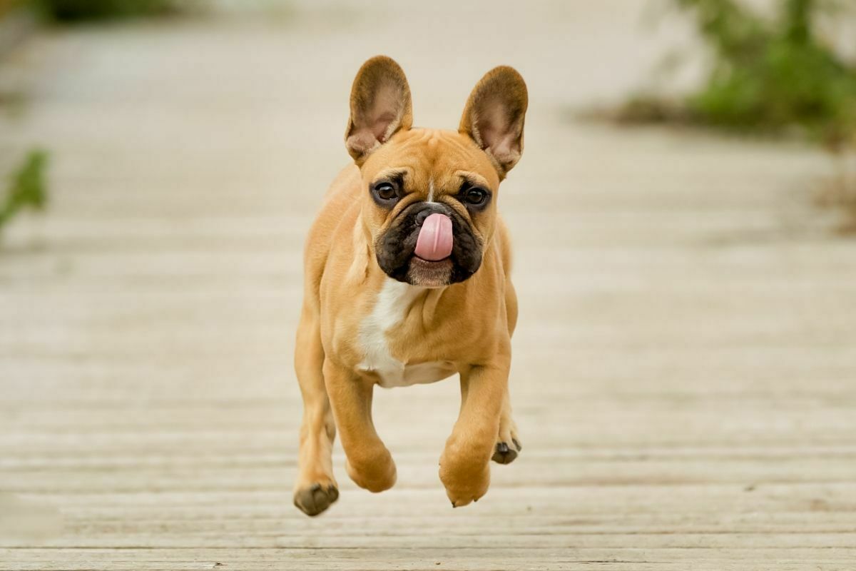 French Bulldog (4)