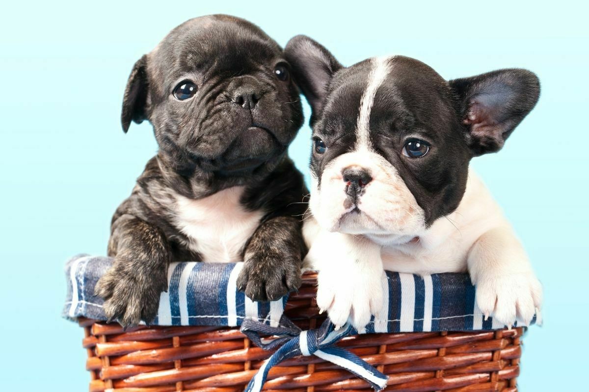 Two French Bulldog puppies in a basket