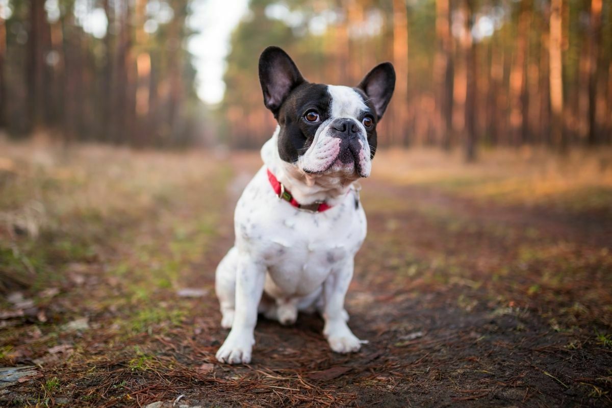 French bulldog puppy on the walk in forest