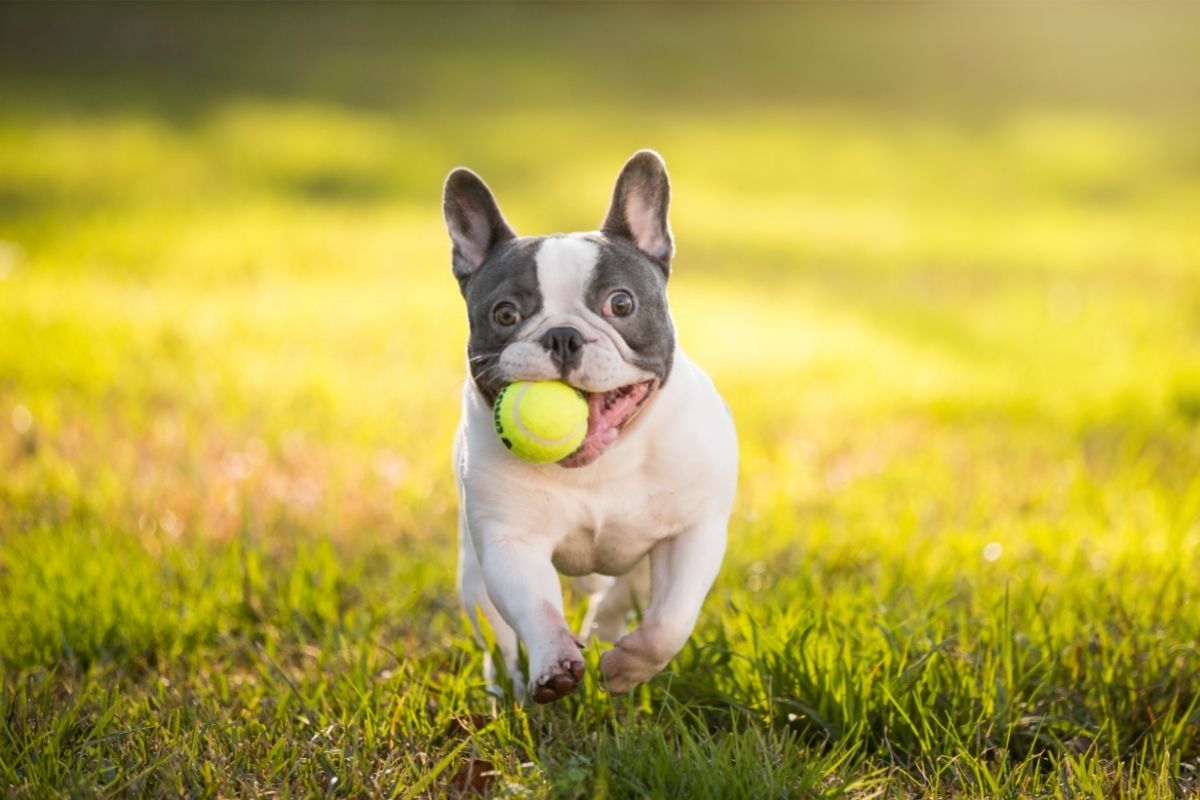 French Bulldog
