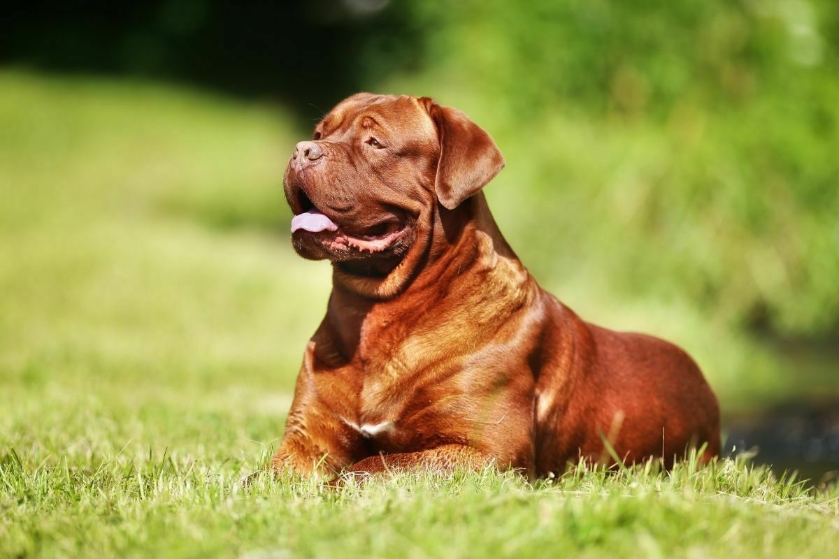 French Mastiff
