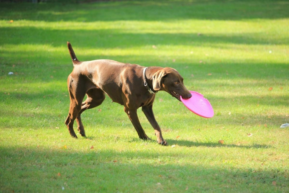 German Shorthaired Pointer playing