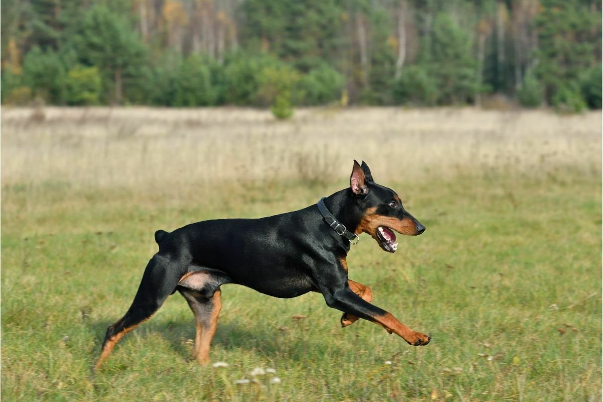 running German Pinscher