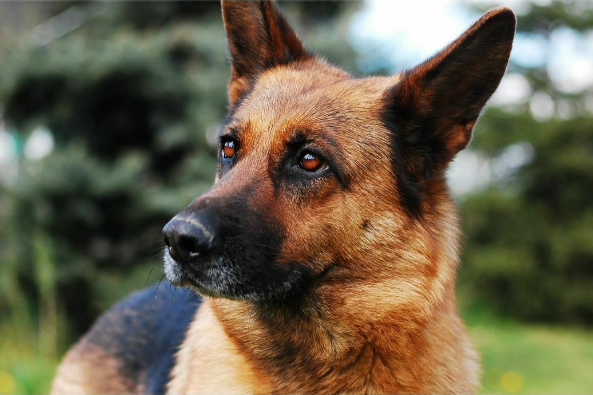 cute German Shepherd