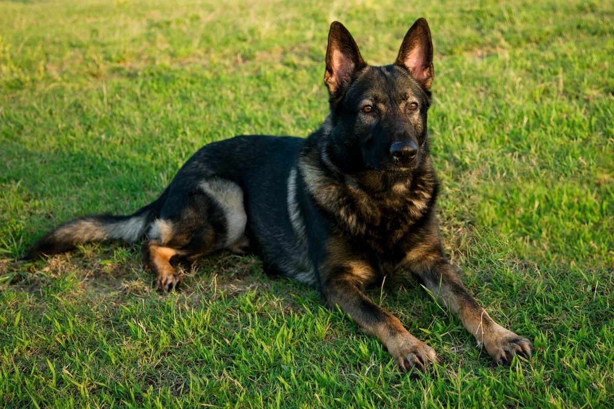 German Shepherd (4)